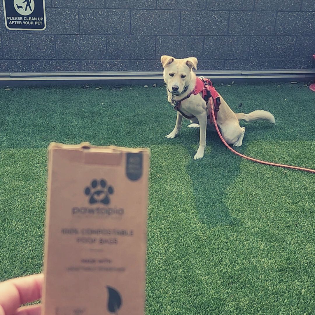 What to Look for When Buying Eco-Friendly Pet Waste Bags: A Comprehensive Guide