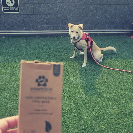 What to Look for When Buying Eco-Friendly Pet Waste Bags: A Comprehensive Guide
