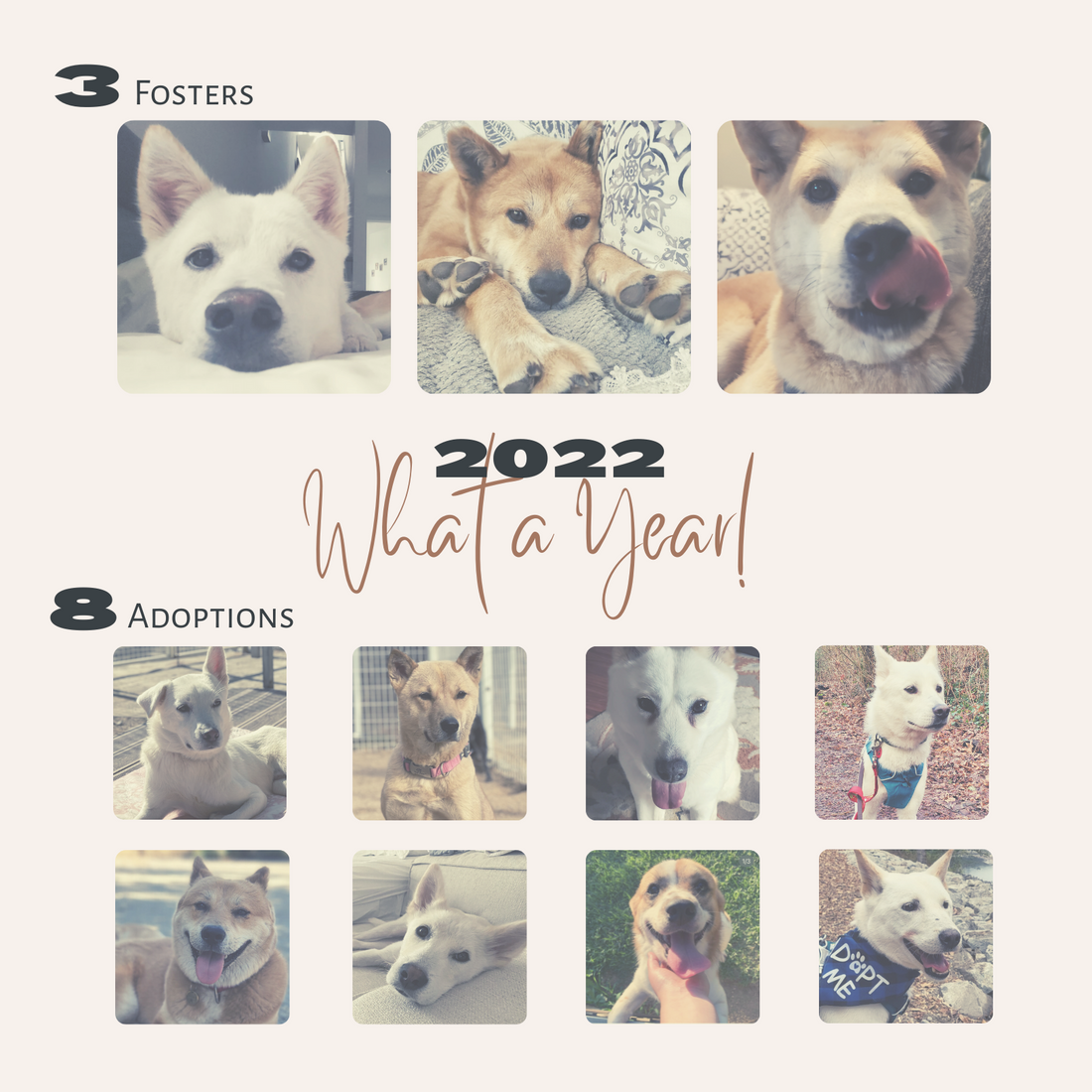 Why Pawtopia cares for rescue animals.
