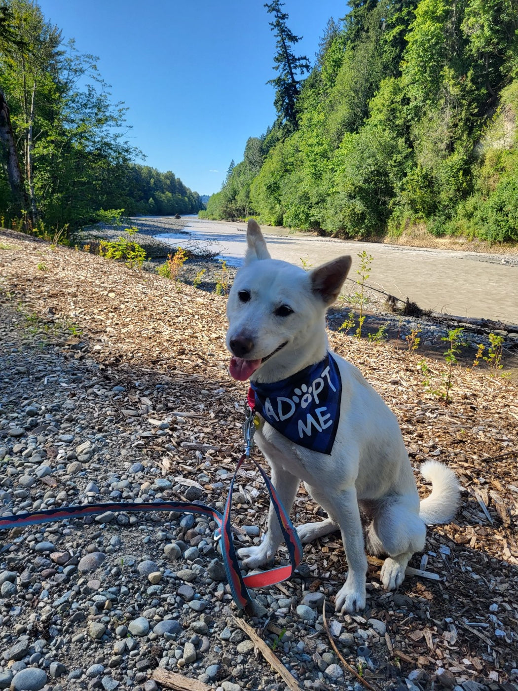 Yooki's Heart-Wrenching Journey: A Tale of Love, Compassion, and Rescue