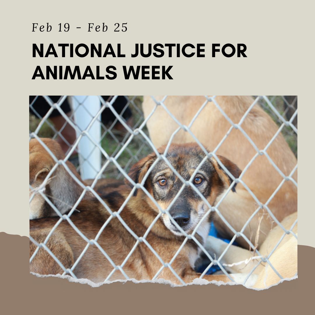 Animal Week National Justice for Animals Week: Promoting Animal Welfare through Aw ...