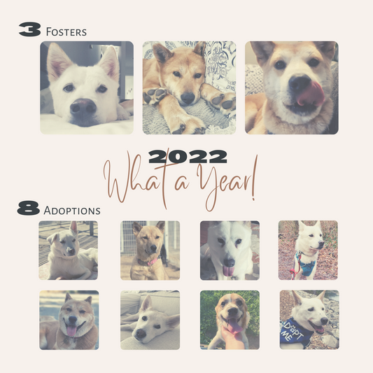 Why Pawtopia cares for rescue animals.
