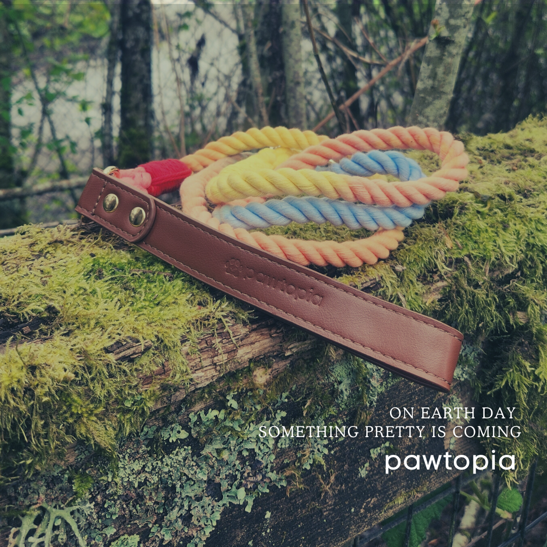 Colorful Paw-Walk Leash and Collar Set